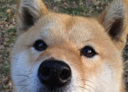 开云下载-黄蜂毒刺，乔治，那个在绝境中亮出尾针的大场面先生