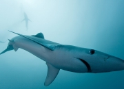 开云下载-玻利维亚爆冷击败丹麦强势晋级，新星厄德高独造三球成关键先生