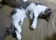 开云体育平台APP-极地寒冰与沙漠热浪的较量，摩洛哥冲垮冰岛背后的硬仗哲学