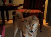 开云体育在线-血脉压制！浙江稳稳绞杀黄蜂，初代状元锡安觉醒成关键先生