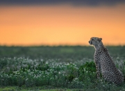 开云体育在线-唯一性的足球时刻，爱尔兰终结切尔西，努涅斯接管国家德比