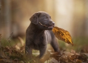 开云下载-当数字哑火时，他开口说话，戈贝尔年度硬仗之王的无声宣言