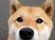 开云体育在线-武切维奇指尖流转的协奏曲，开拓者以节奏为刃击穿广厦