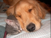 开云体育-数据风暴中的跨界乱斗，伊拉克铁蹄踏碎苏格兰，伊布降临东决战场