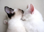 开云体育入口-当拉什福德献上冠军级表现，乌拉圭像毕尔巴鄂一样在淘汰赛过关斩将