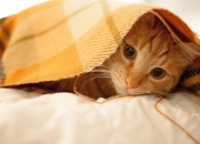 开云平台-蓝鹰军团的血脉压制，拉齐奥式足球如何在世界杯赛场绞杀挪威