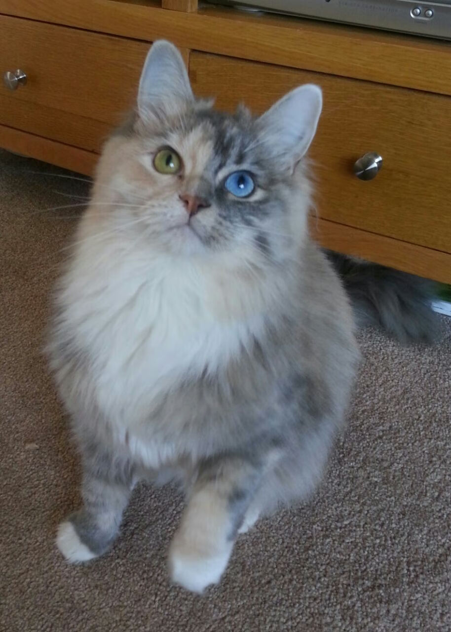 优雅手术刀，英格拉姆如何在国王对阵魔术的比赛中悄然主宰比赛走向