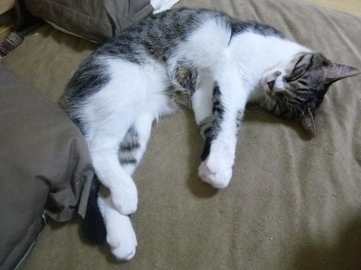 极地寒冰与沙漠热浪的较量，摩洛哥冲垮冰岛背后的硬仗哲学