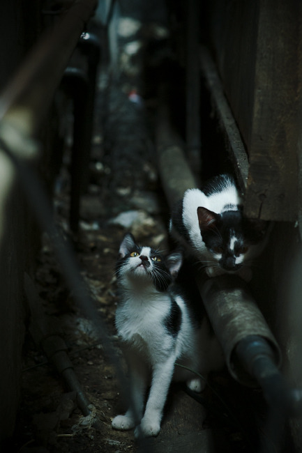 数据核爆!锡安胖虎用20+10+5炸裂表现宣告,意甲禁区已更名新奥尔良区