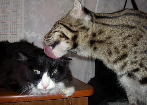 绝境之鹰，贝恩从隐形人到绝杀英雄的三百天炼狱之路