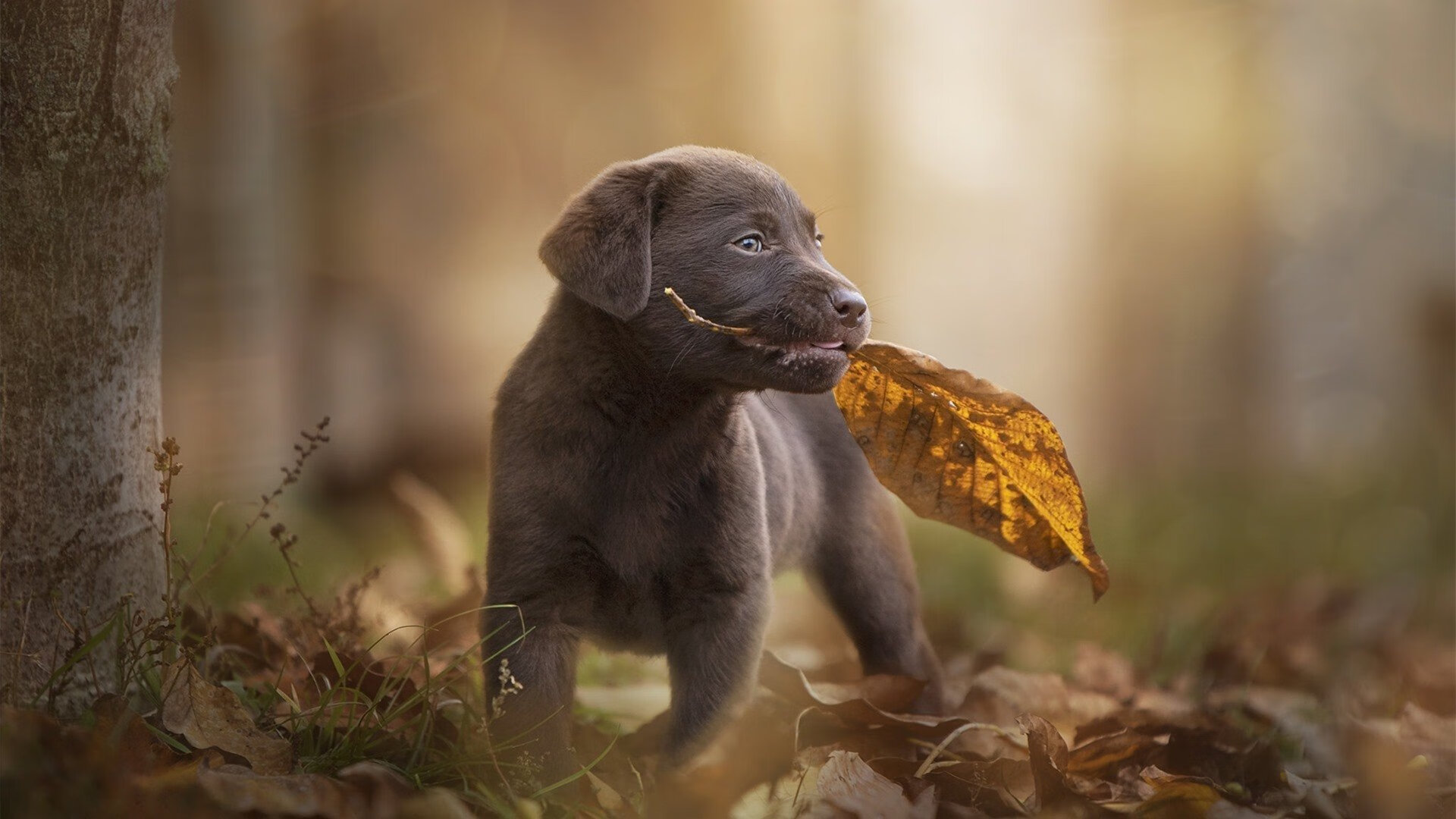 跨界制霸，广东队数字替身全明星赛碾压独行侠，德罗赞持续制造杀伤引热议