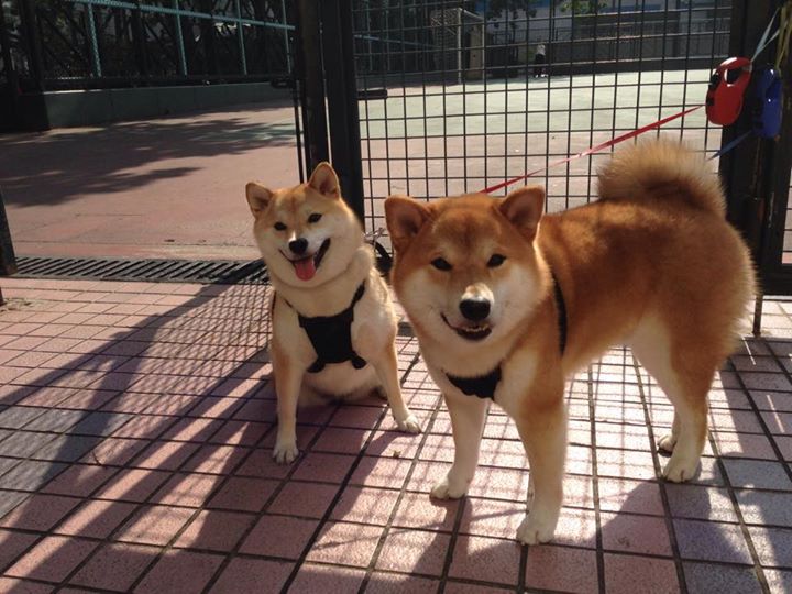 绿衫军的逆袭,苏亚雷斯如何将爱尔兰的孤注一掷化为决胜一击