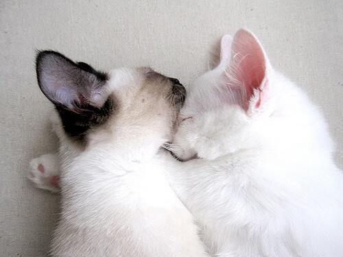 双重引擎，极速轰鸣夜与一球定乾坤