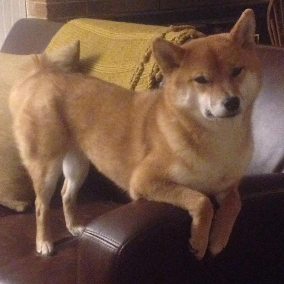 跨洋对决，恩比德与萨城国王的得分狂潮，如何定义比赛胜负手？