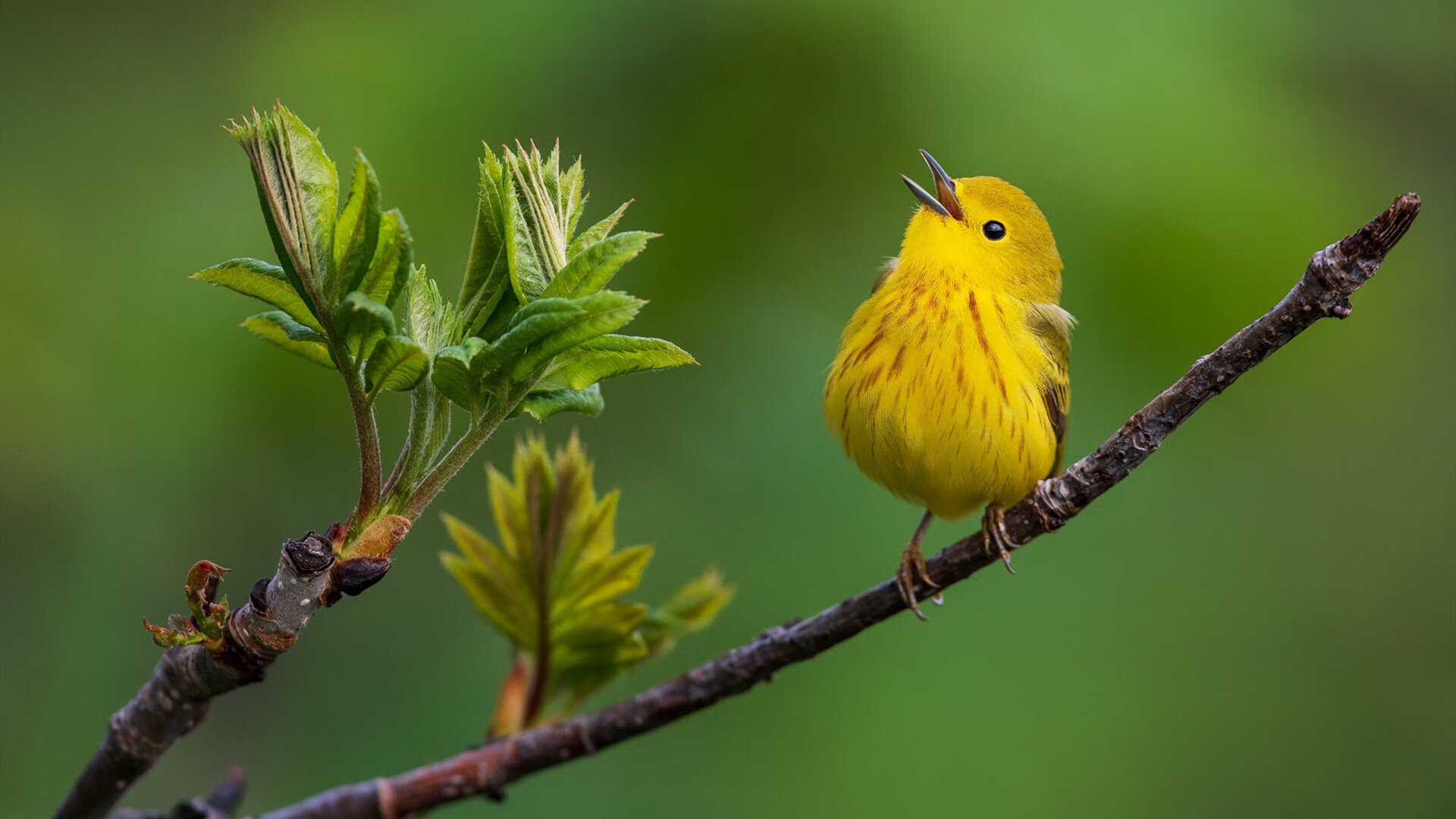 草根弑神，无名瑞士球队酋长球场掀起风暴，巴斯托尼一球刺破豪门心脏