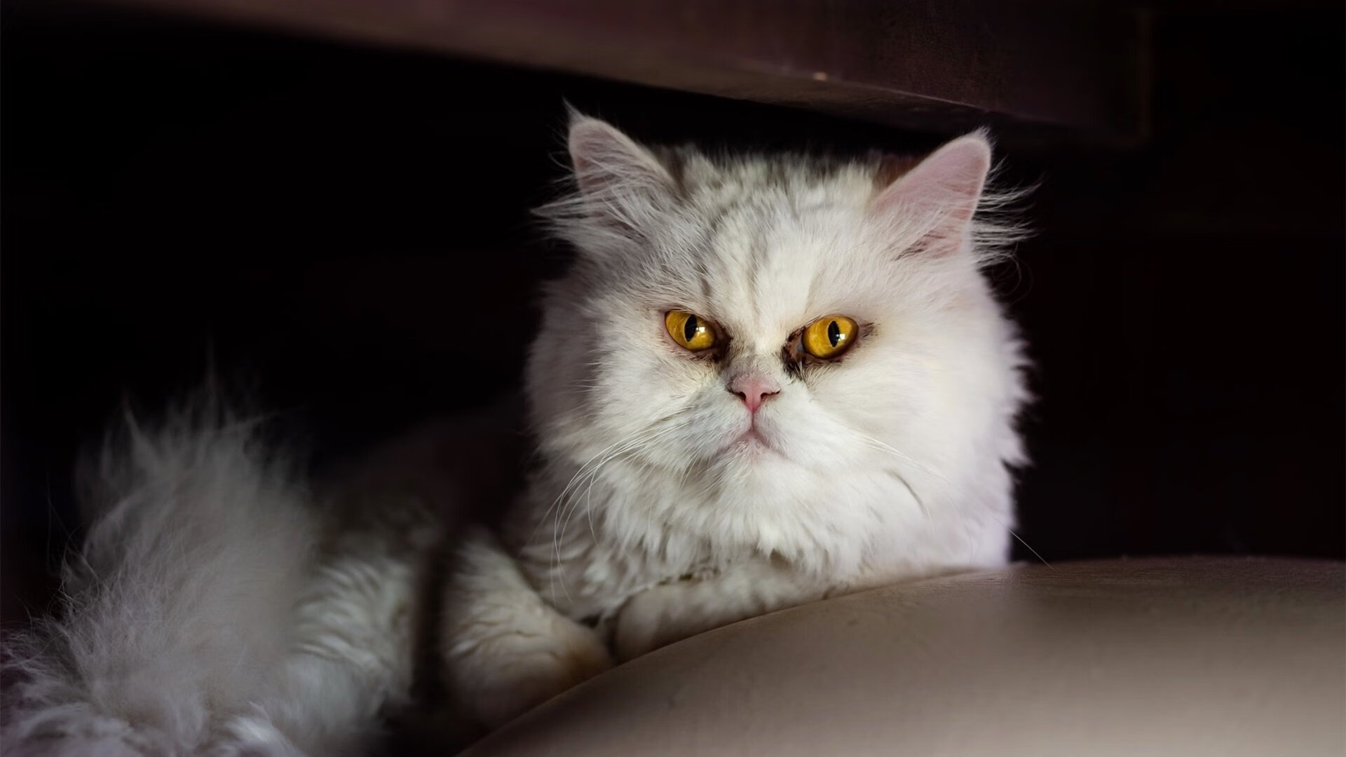 双面足球，从雷恩的铁壁到格纳布里的闪电