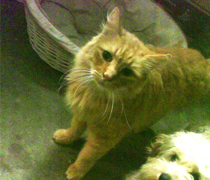 东决关键战之夜,福克斯觉醒之时—困兽之王的无声咆哮