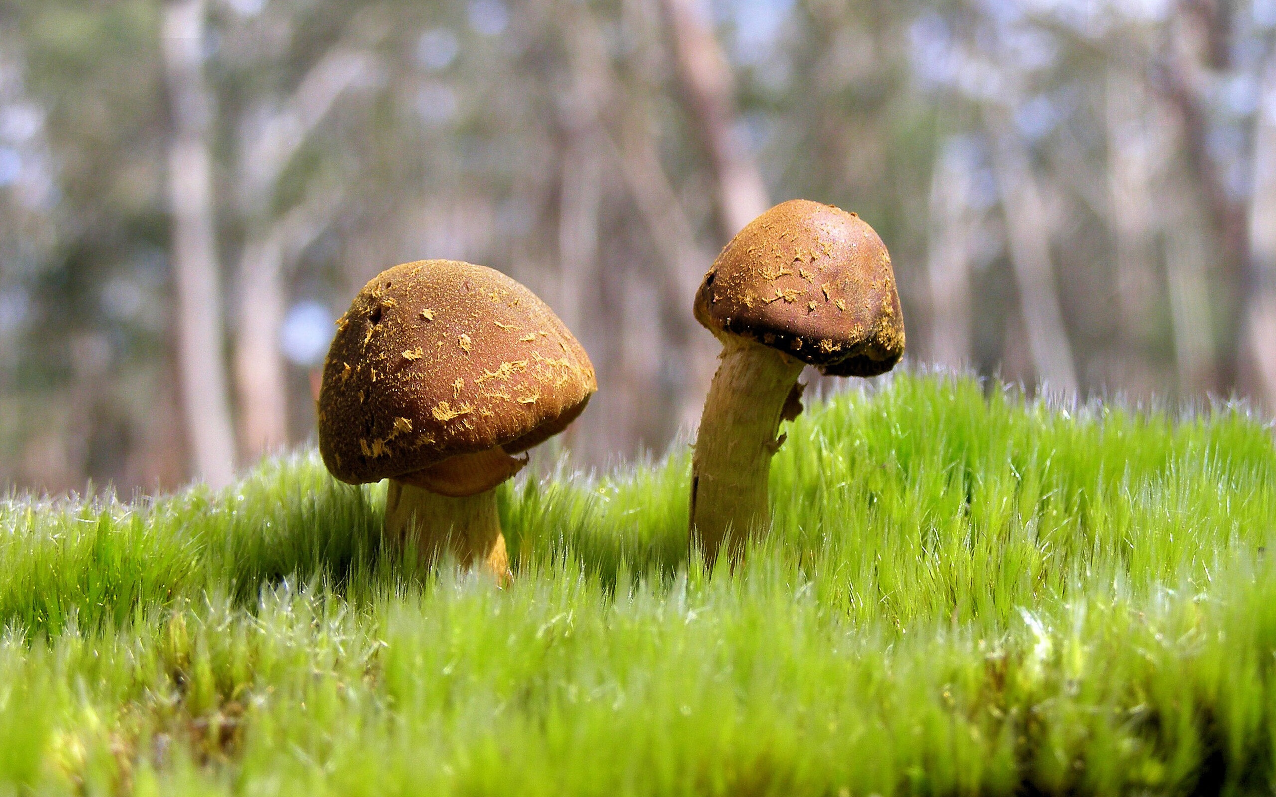 雨夜唯一英雄,当福克斯化身欧冠半决赛的救世主