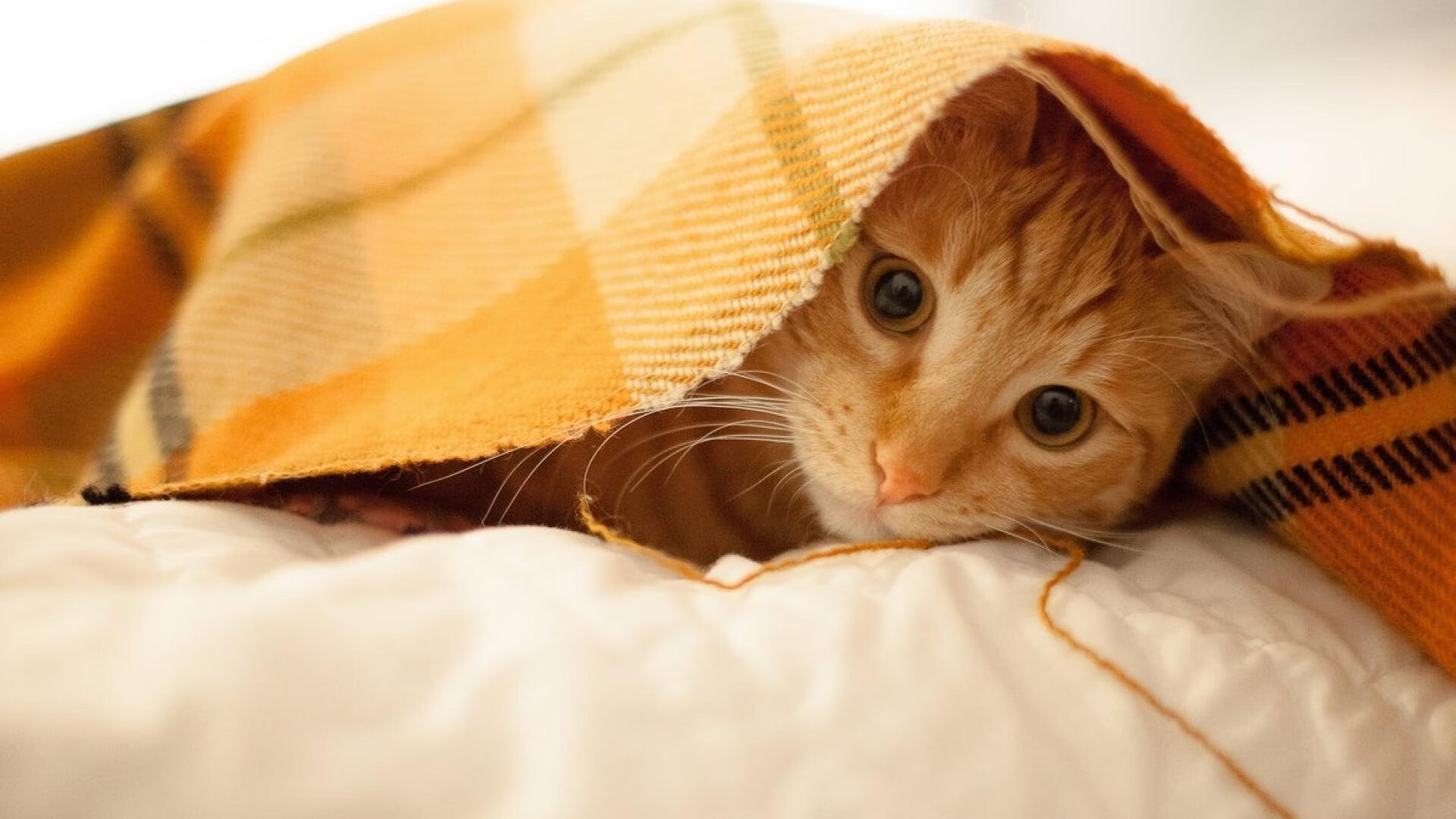 蓝鹰军团的血脉压制，拉齐奥式足球如何在世界杯赛场绞杀挪威